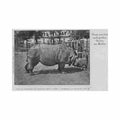 deutschland berlin zoologischer garten nashorn Vintage A4 Photo Print