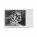 deutschland berlin zoologischer garten tiger Vintage A4 Photo Print
