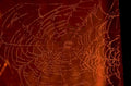 dew covered spiderweb 1980s 1990s A4 Photo Print