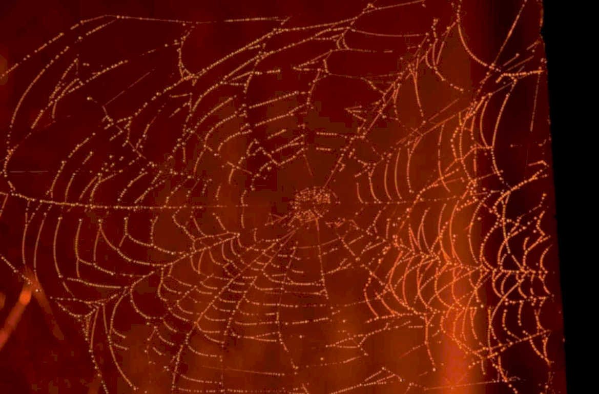 dew covered spiderweb 1980s 1990s A4 Photo Print