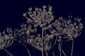 dill flowers blue 1980s 1990s A4 Photo Print