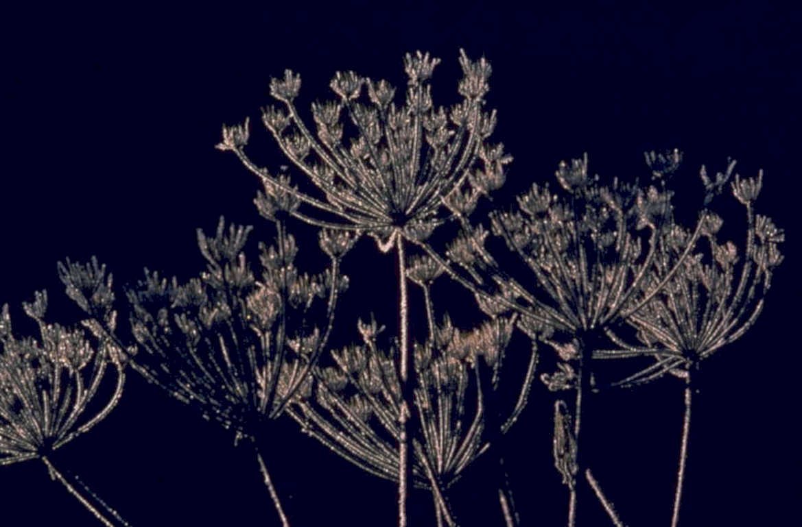 dill flowers blue 1980s 1990s A4 Photo Print