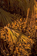 dioon engelii cones 1980s 1990s A4 Photo Print
