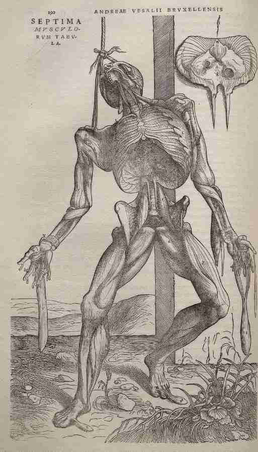 dissect Art A4 Photo Print