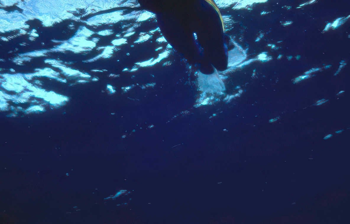 diver blue seabed Vintage A4 Photo Print