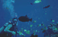 diver fish reef 2 Vintage A4 Photo Print
