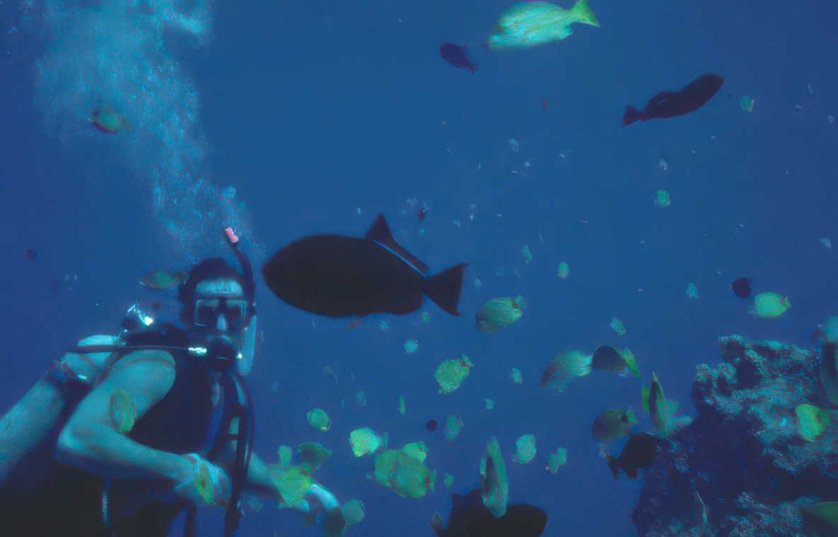 diver fish reef 2 Vintage A4 Photo Print