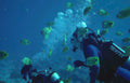 diver fish reef Vintage A4 Photo Print