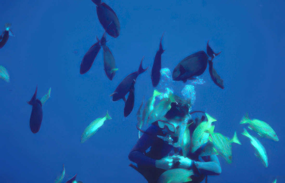 diver fish snapper Vintage A4 Photo Print
