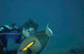 diver parrotfish ocean Vintage A4 Photo Print