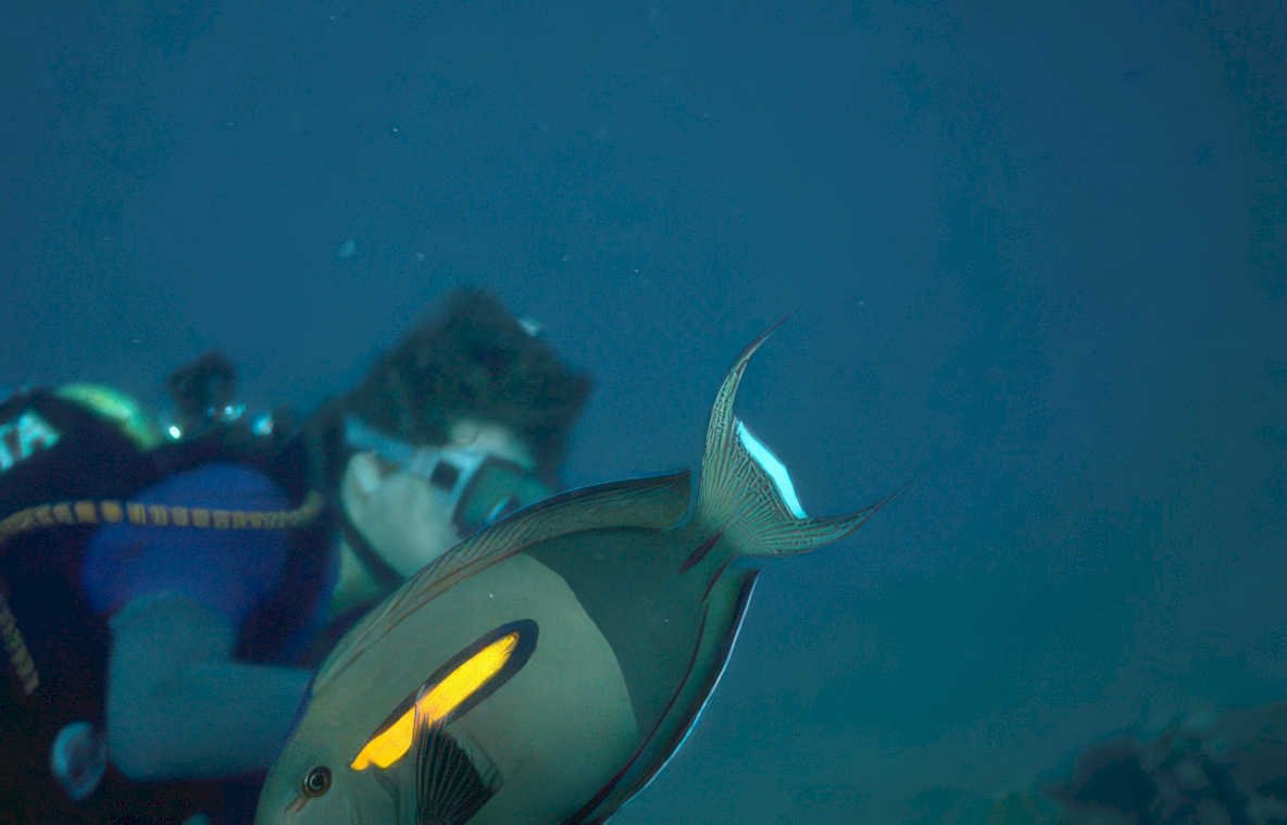 diver parrotfish ocean Vintage A4 Photo Print