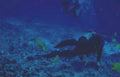 diver reef fish 1 Vintage A4 Photo Print