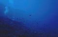 diver reef fish Vintage A4 Photo Print