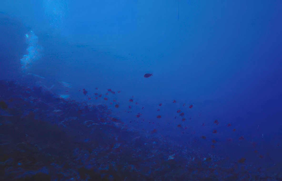 diver reef fish Vintage A4 Photo Print