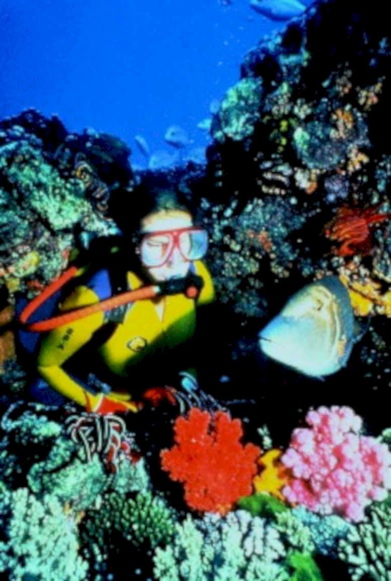 diver reef fish1980s 1990s A4 Photo Print