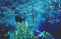 diver yellow tang 1 GIGA 2