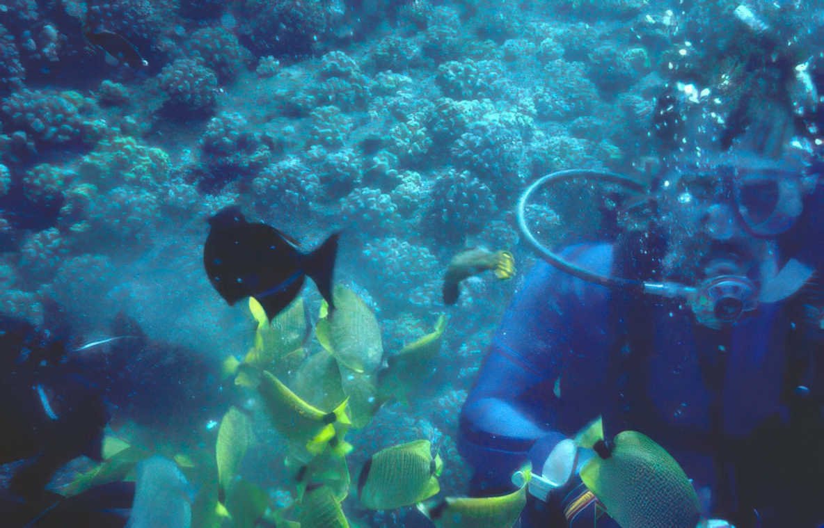 diver yellow tang 1 GIGA 2