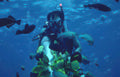 diver yellow tang 1 GIGA 3