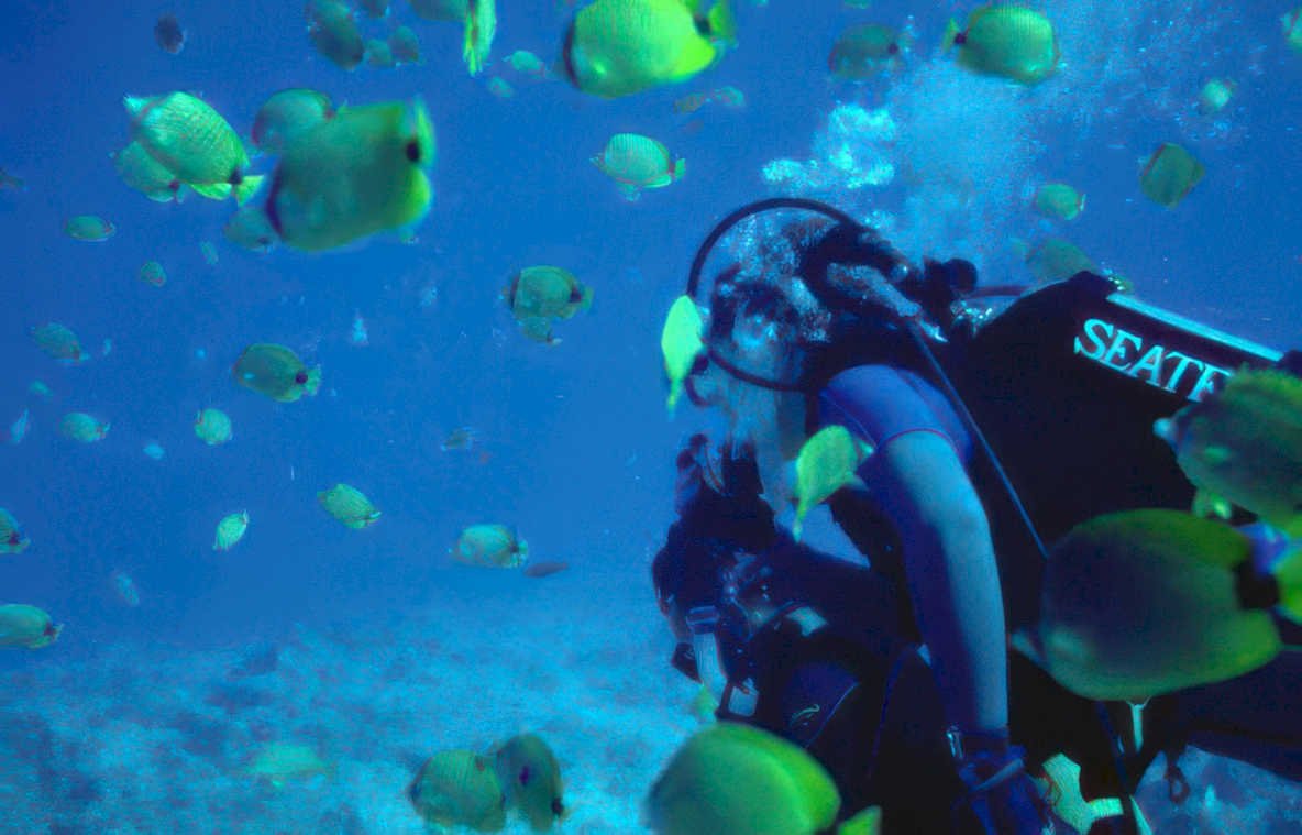 diver yellow tang 2 GIGA 2
