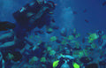 diver yellow tang 2 GIGA 3