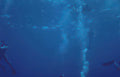 divers blue seabed Vintage A4 Photo Print