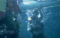 divers blue water 2 Vintage A4 Photo Print