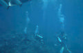 divers reef diving Vintage A4 Photo Print
