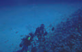 divers reef redsea Vintage A4 Photo Print