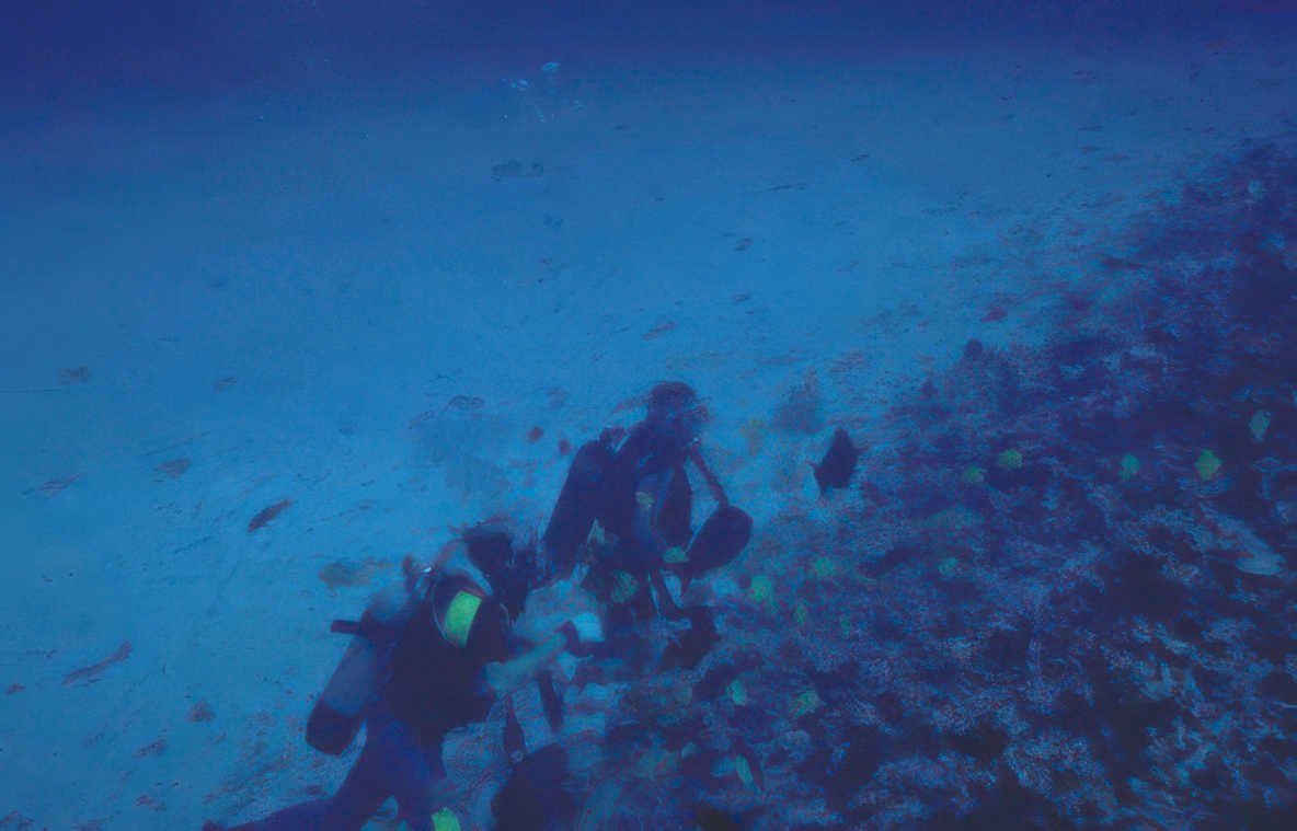 divers reef redsea Vintage A4 Photo Print