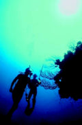 divers reef sunlight1980s 1990s A4 Photo Print 42