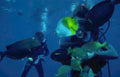divers yellow tang Vintage A4 Photo Print