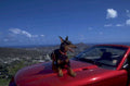 doberman convertible haleakala 1980s 1990s A4 Photo Print