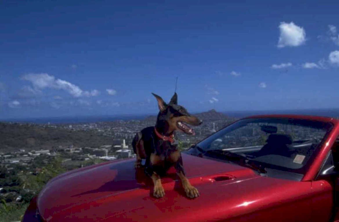 doberman convertible haleakala 1980s 1990s A4 Photo Print