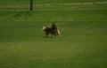 dog golf run Vintage A4 Photo Print