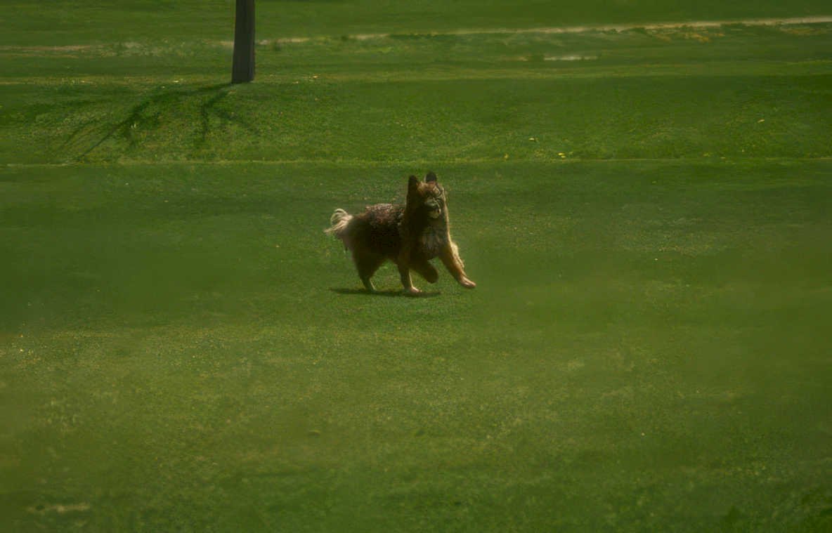 dog golf run Vintage A4 Photo Print
