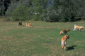 dog park golden 1980s 1990s A4 Photo Print