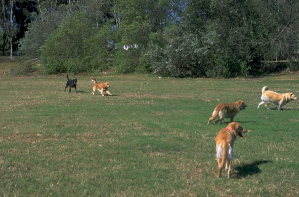 dog park golden 1980s 1990s A4 Photo Print
