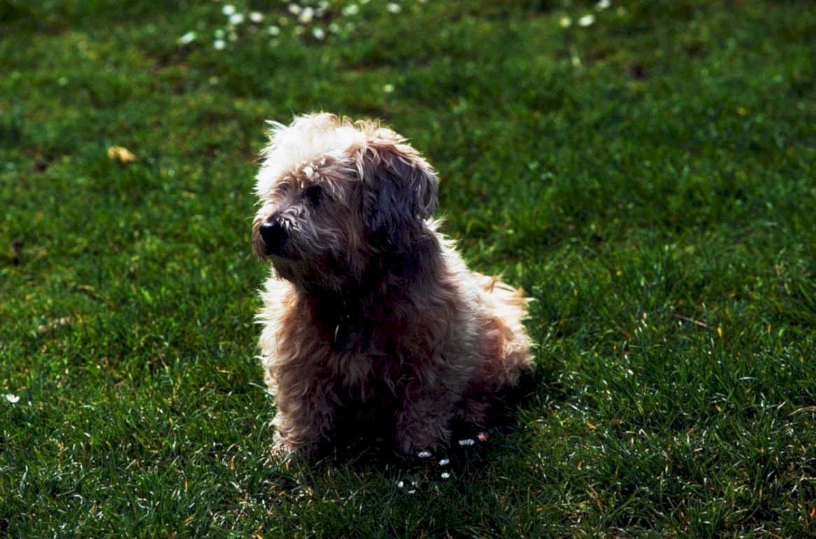 dog terrier grass1980s 1990s A4 Photo Print