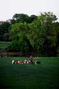 dog training park1980s 1990s A4 Photo Print