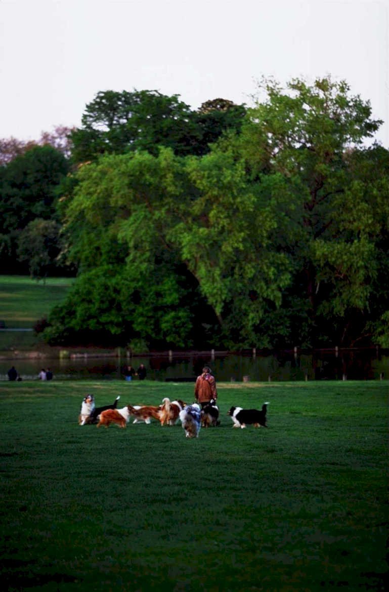 dog training park1980s 1990s A4 Photo Print