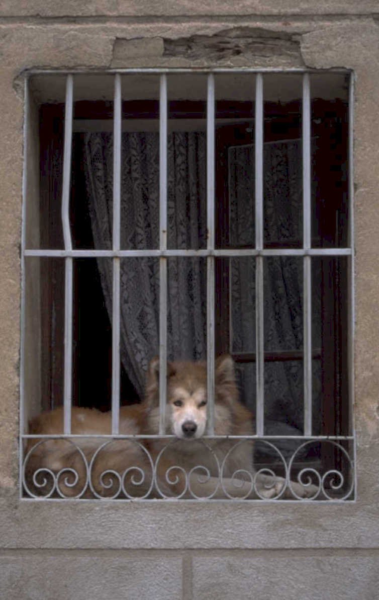 dog window gray 1980s 1990s A4 Photo Print