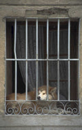 dog window retrievers 1980s 1990s A4 Photo Print