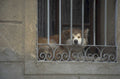 dog window spain 1980s 1990s A4 Photo Print