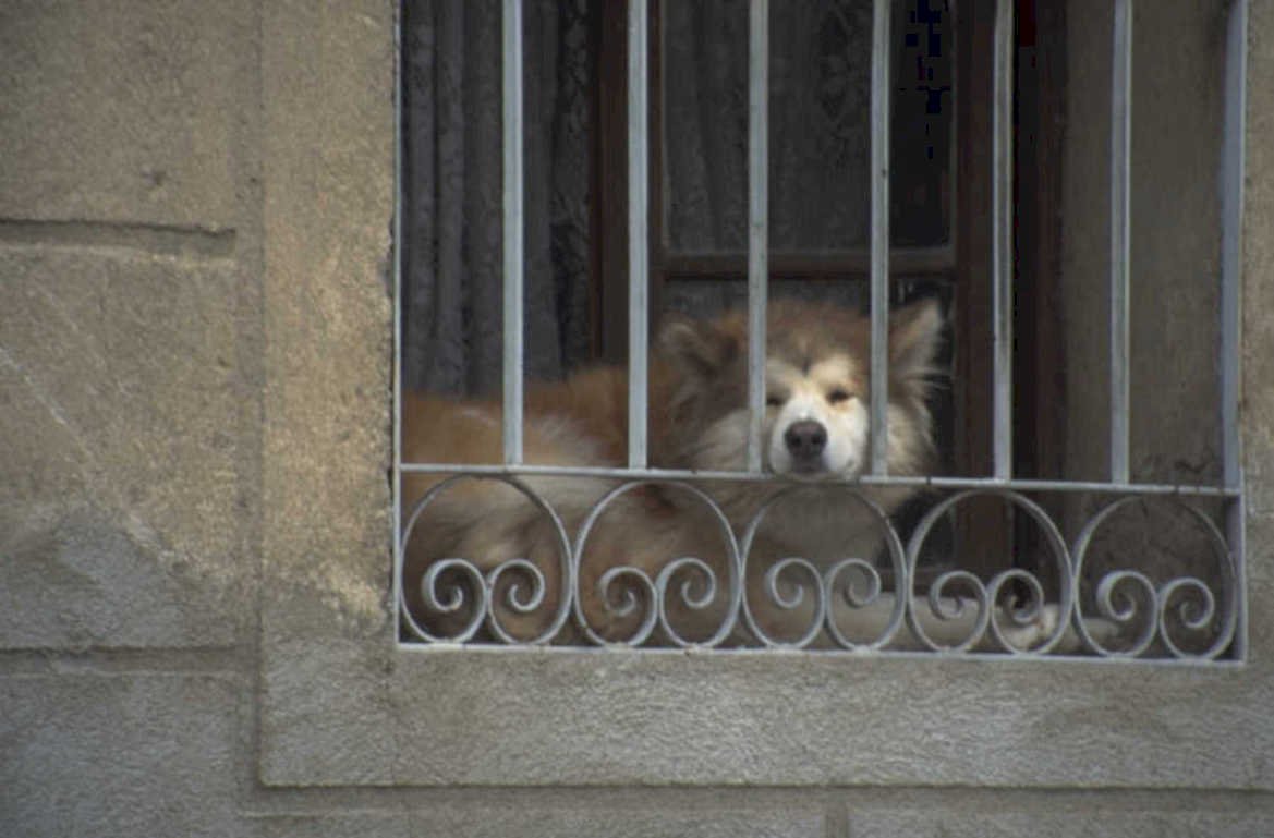 dog window spain 1980s 1990s A4 Photo Print