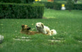 dogs grass park Vintage A4 Photo Print