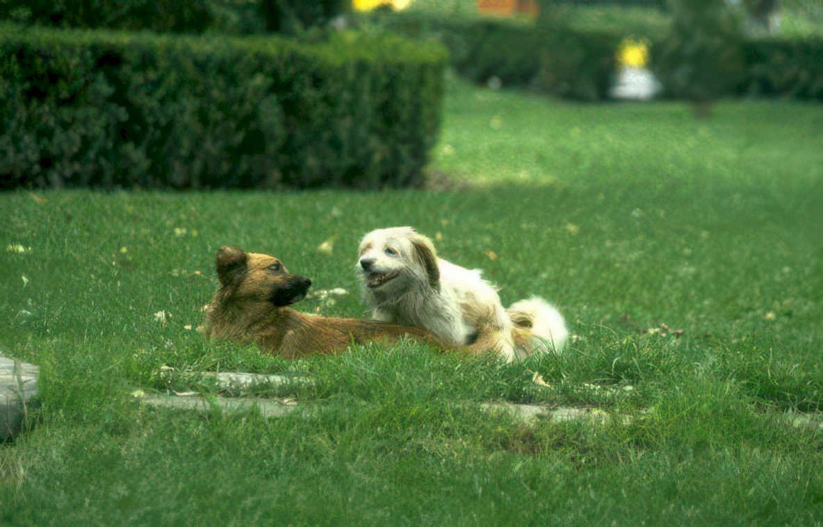 dogs grass park Vintage A4 Photo Print