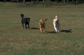 dogs playing field 1980s 1990s A4 Photo Print