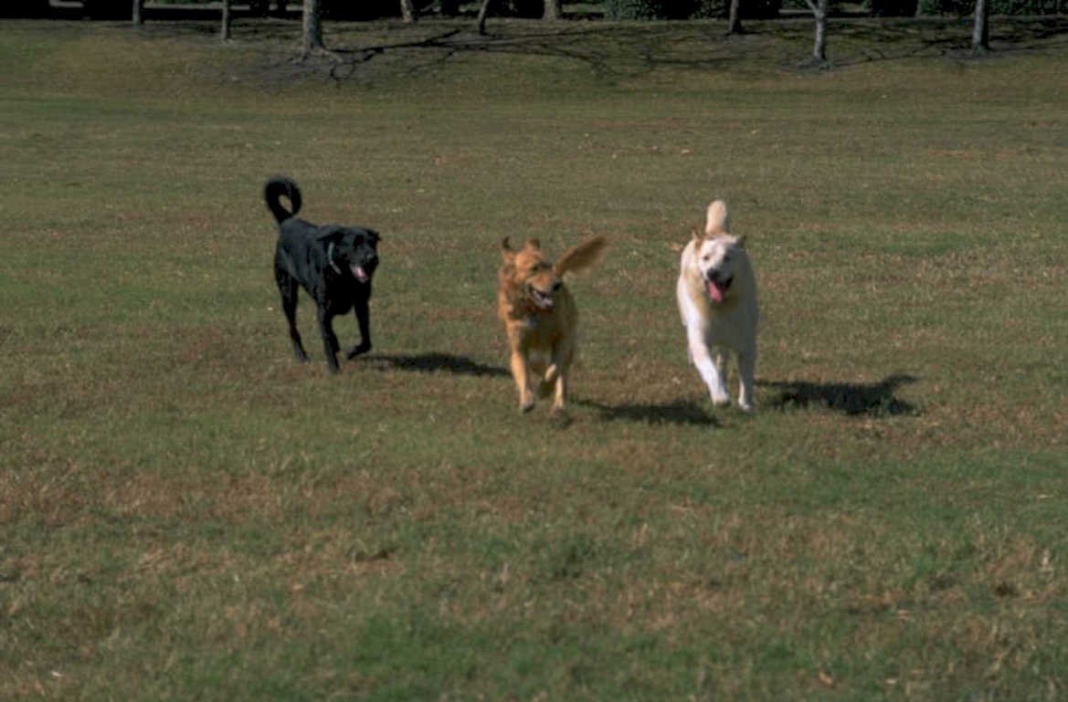 dogs playing field 1980s 1990s A4 Photo Print