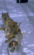 dogs snow winter 1980s 1990s A4 Photo Print