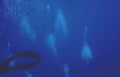 dolphin underwater blue Vintage A4 Photo Print